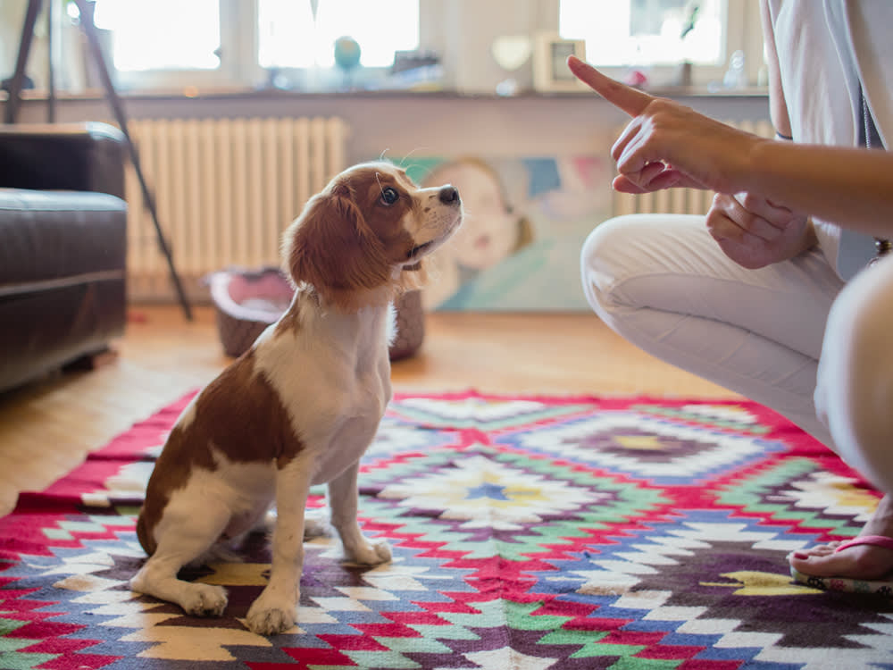 The 15-Minute Daily Training Plan for Busy Dog Owners