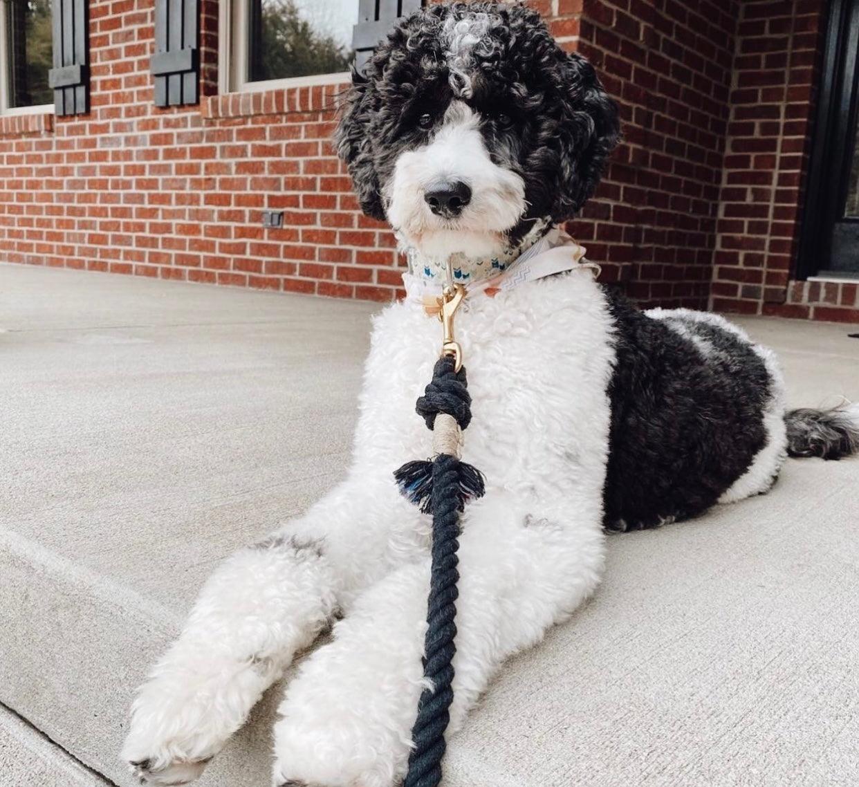 Cotton Rope Leash - Ombre Black (5ft, 100% Cotton)-4