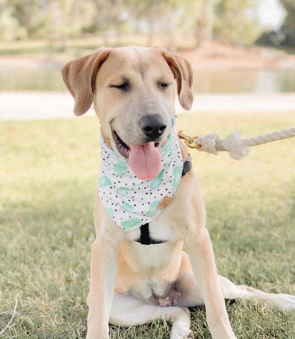 Cotton Rope Leash - Natural (5ft, 100% Cotton)-4