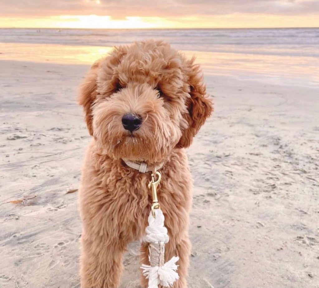 Cotton Rope Leash - Natural (5ft, 100% Cotton)-1