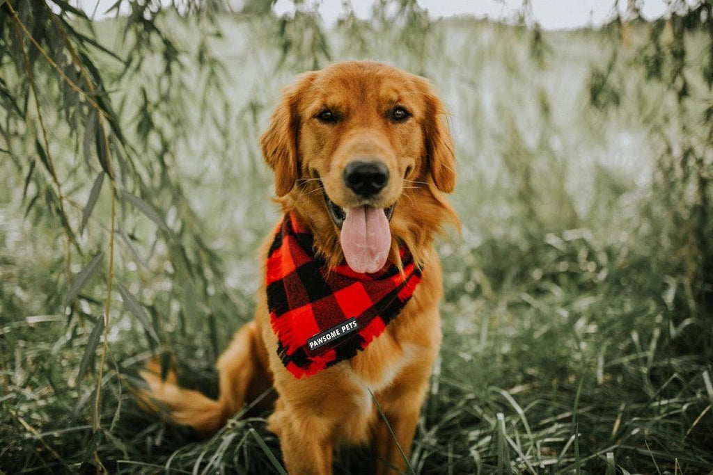 BANDANA - FINLEY-1