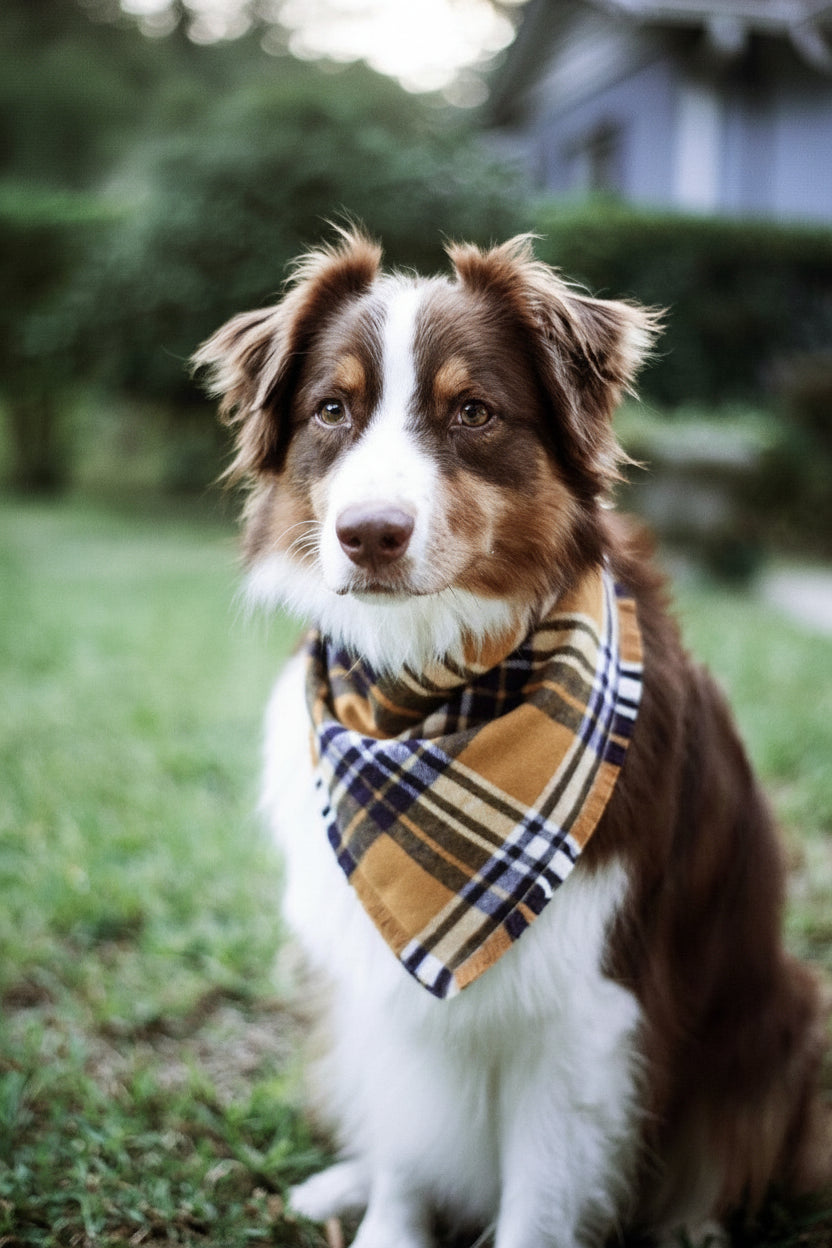 BANDANA - BEAU-1