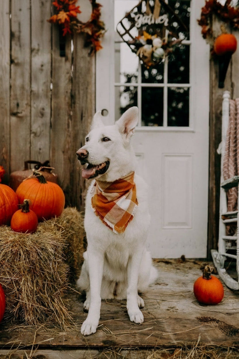 BANDANA - PUMPKIN-1