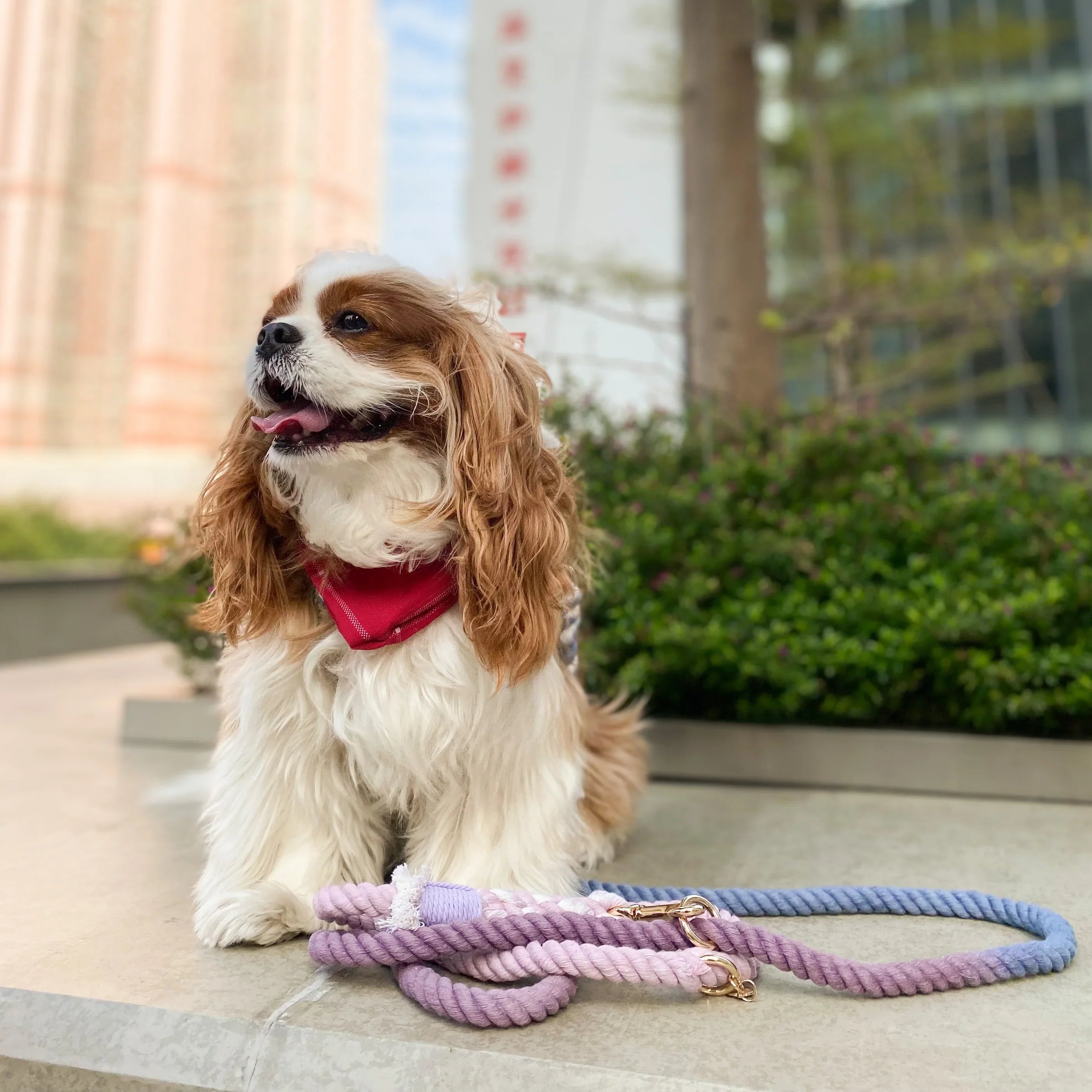 Cotton Rope Leash - Beautiful Violet (5ft, 100% Cotton)-1