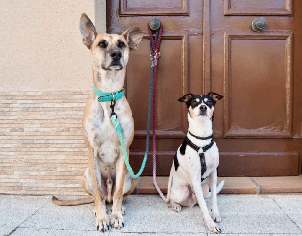 Cotton Rope Leash - Ombre Grey (5ft, 100% Cotton)-1