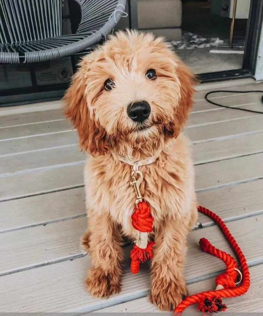Dog Rope Leash - Ferrari Red (5-6ft Cotton)-2