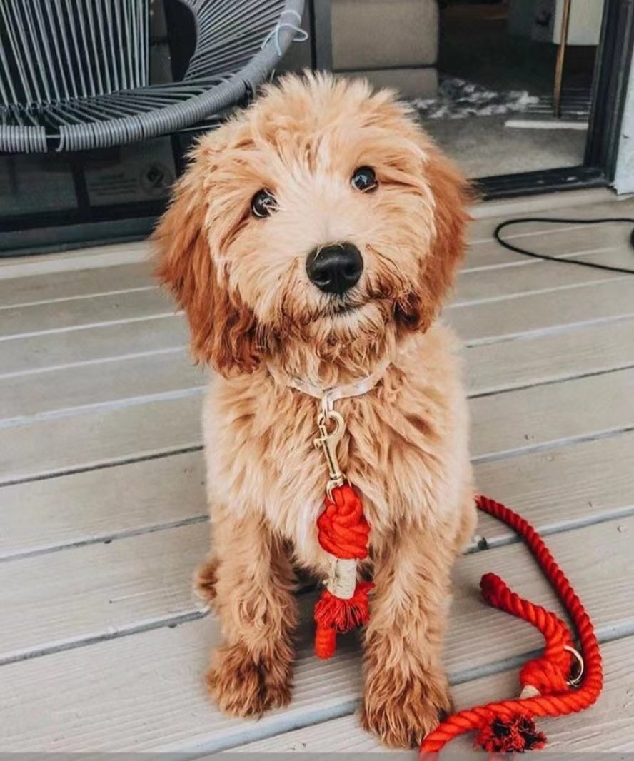 Dog Rope Leash - Scarlet (5-6ft Cotton)-2