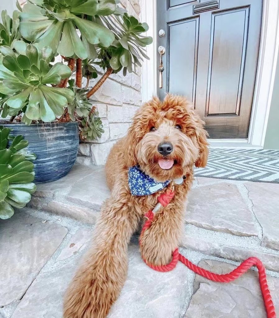 Dog Rope Leash - Scarlet (5-6ft Cotton)-3