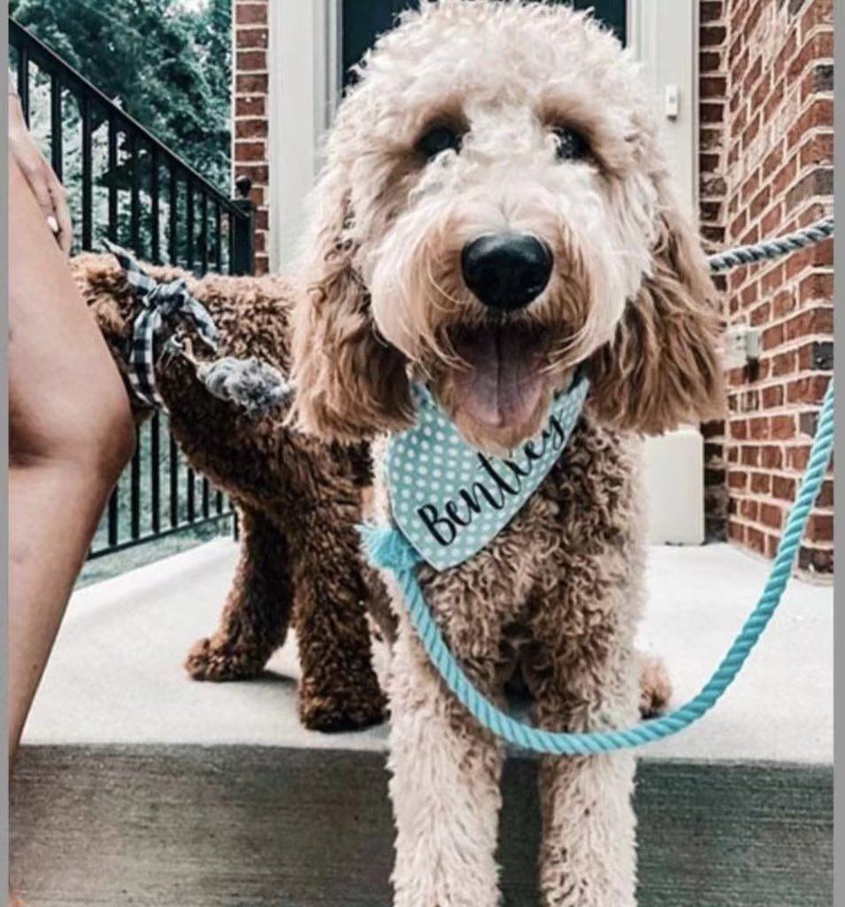 Luxe Royal Rope Leash and Collar Set - Blumond (5-6ft Cotton)-2