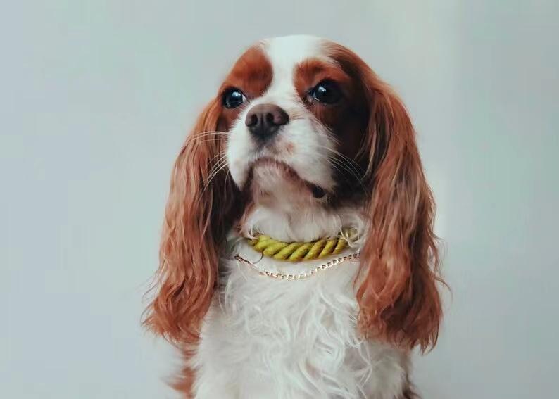 Luxe Royal Leather Rope Dog Collar - Clover (S, M, L)-1
