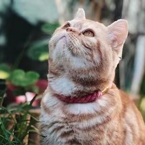 Luxe Royal Leather Rope Dog Collar & Matching Leash Set - Grapefruit (S, M, L)-4