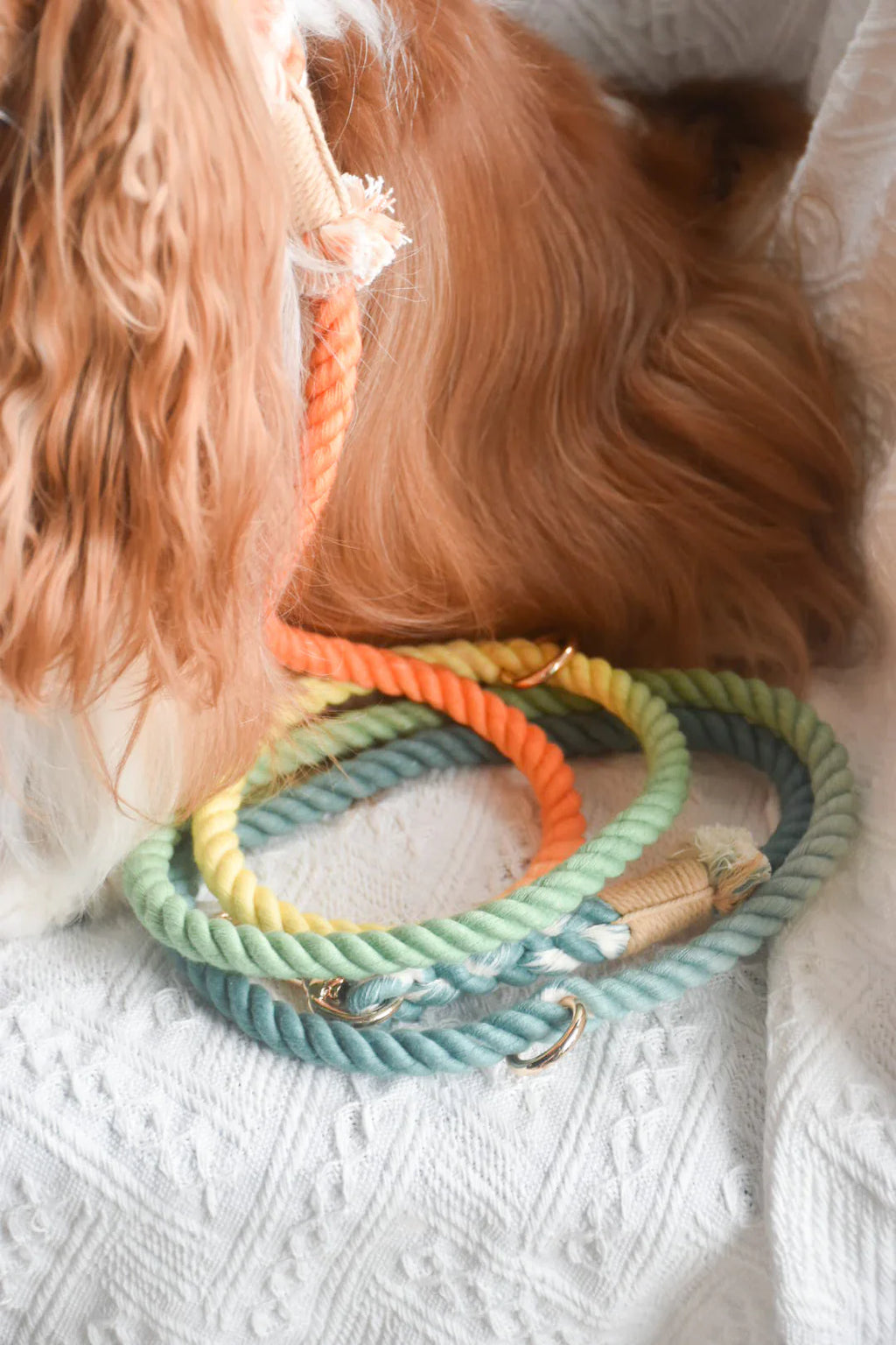 Hands-Free Dog Rope Leash - Forest Shade (5ft, 100% Cotton)-1