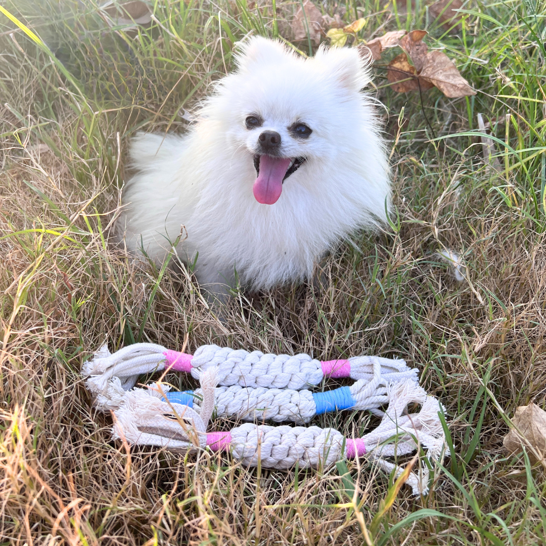 Rainbow Candy Macrame Rope Toy | Vibrant & Eco-Friendly - Small Dog