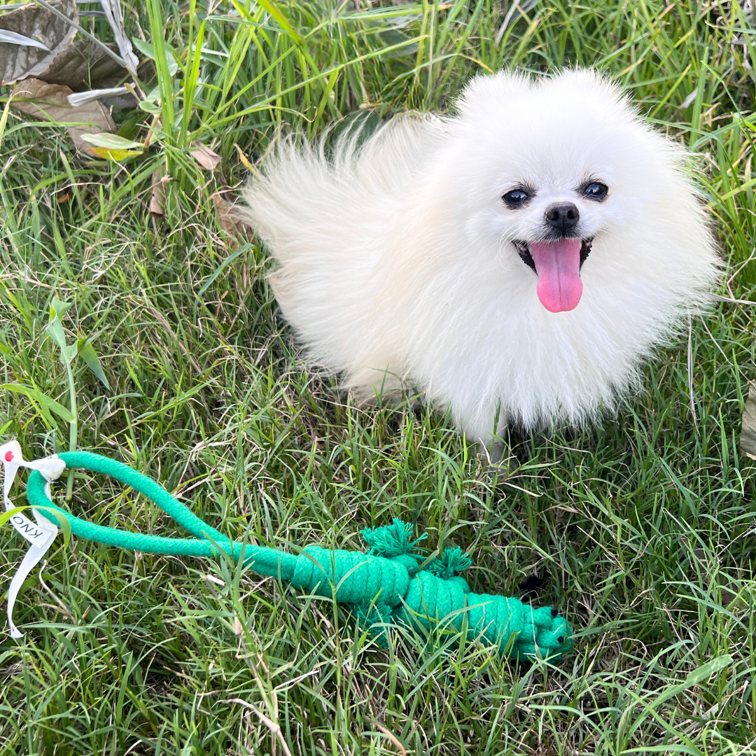 Owen the Green Lizard Rope Toy | Lightweight & Eco-Conscious - Small Dog