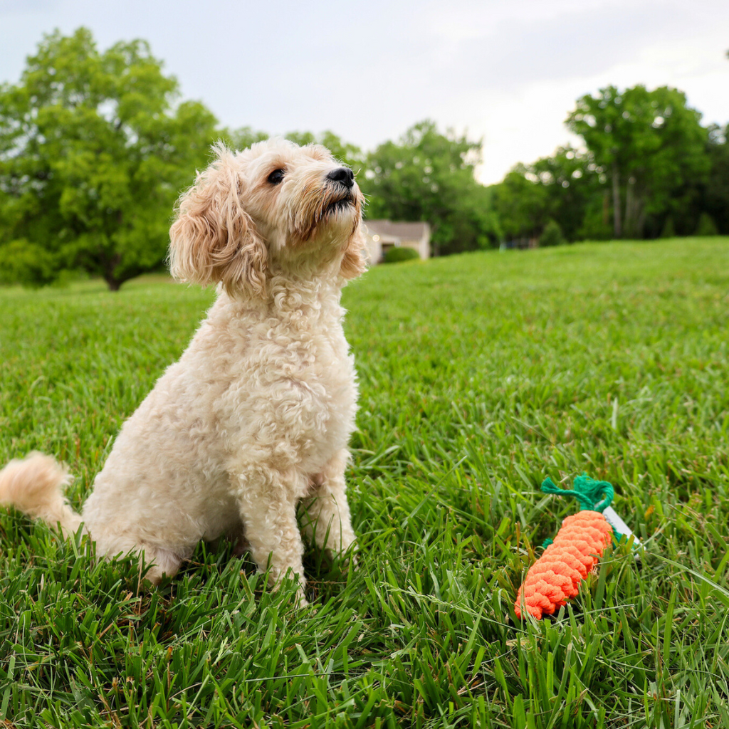 Palatable Carrot Rope Toys | Whimsical & Handcrafted - Small to Medium Dog