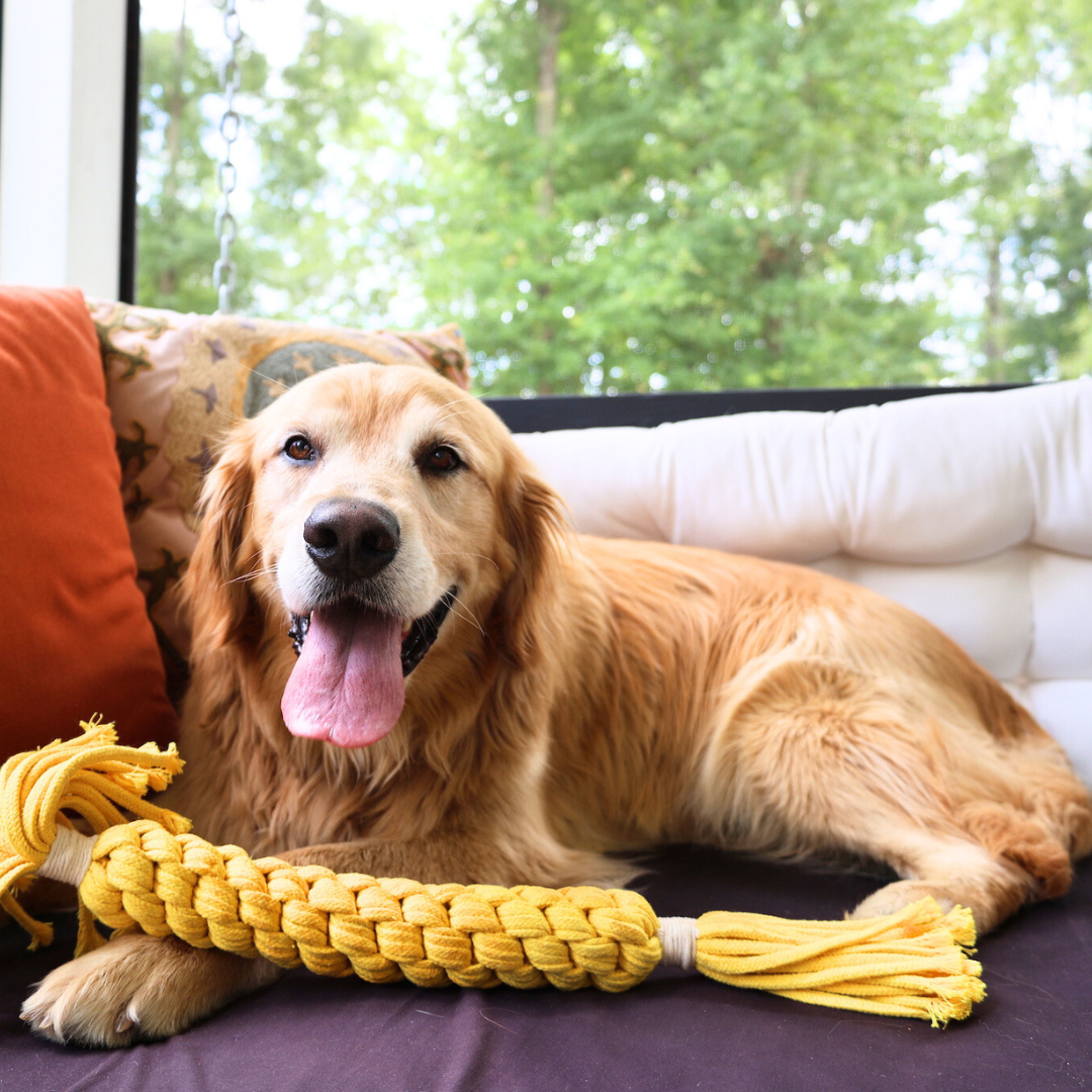 Jumbo Yellow Candy Rope Toy - Big Dog