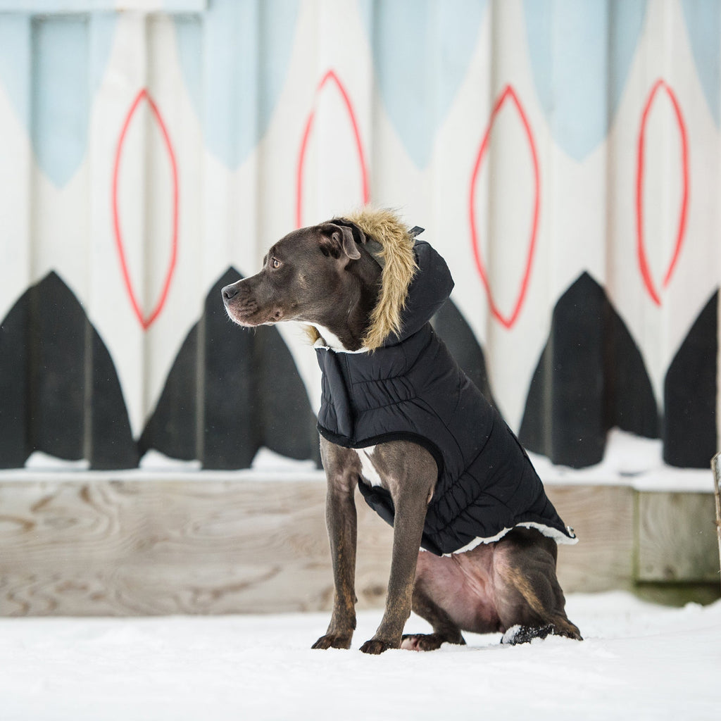 GF PET® Urban Parka - Black (Premium Vegan Fur & Sherpa Lined)
