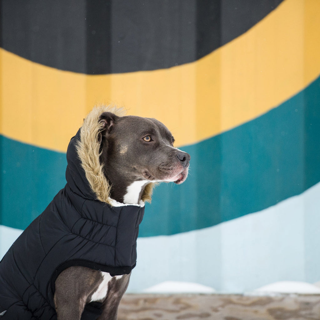GF PET® Urban Parka - Black (Premium Vegan Fur & Sherpa Lined)