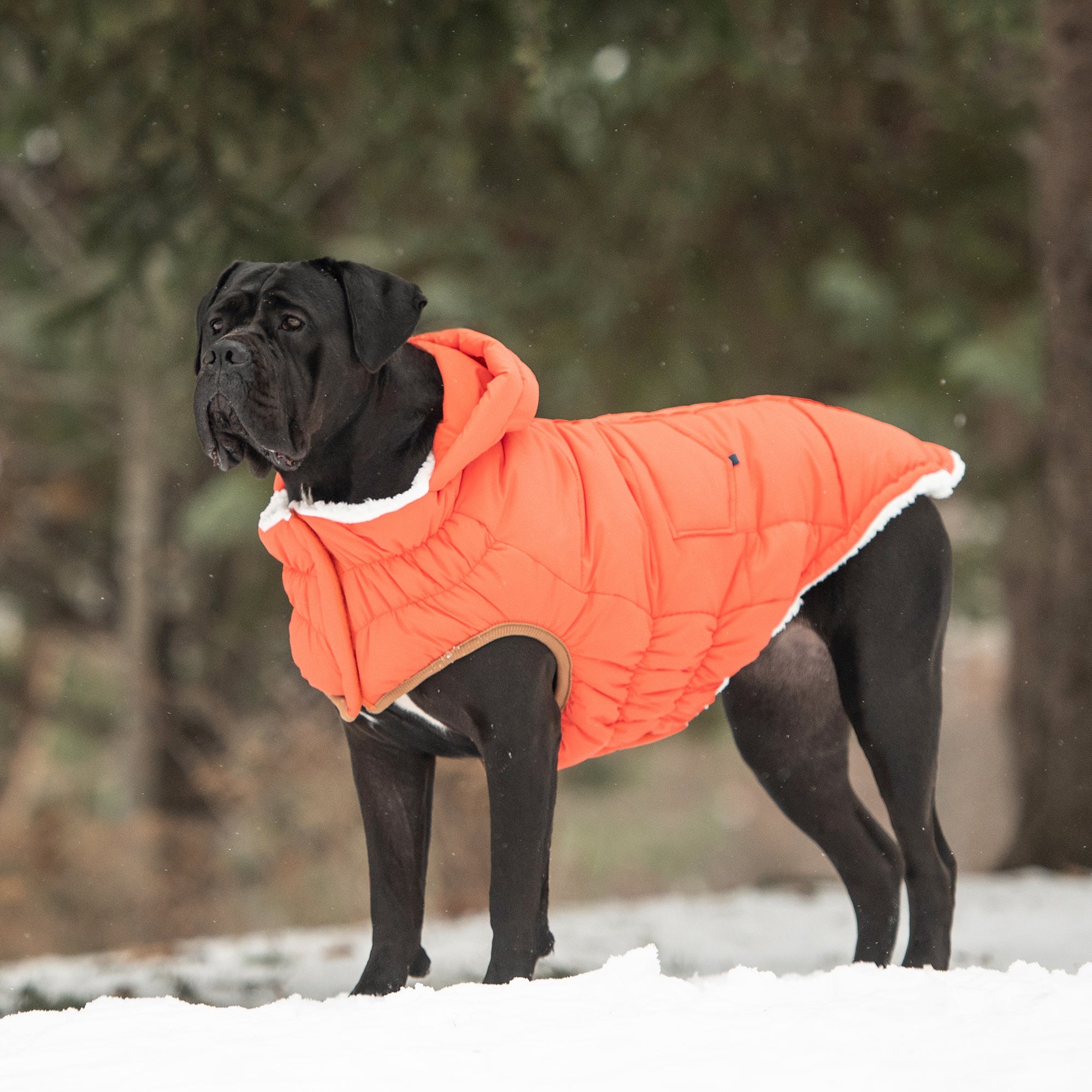 GF PET® Elasto-Fit Puff Parka - Orange (Luxurious Winter Warmth)