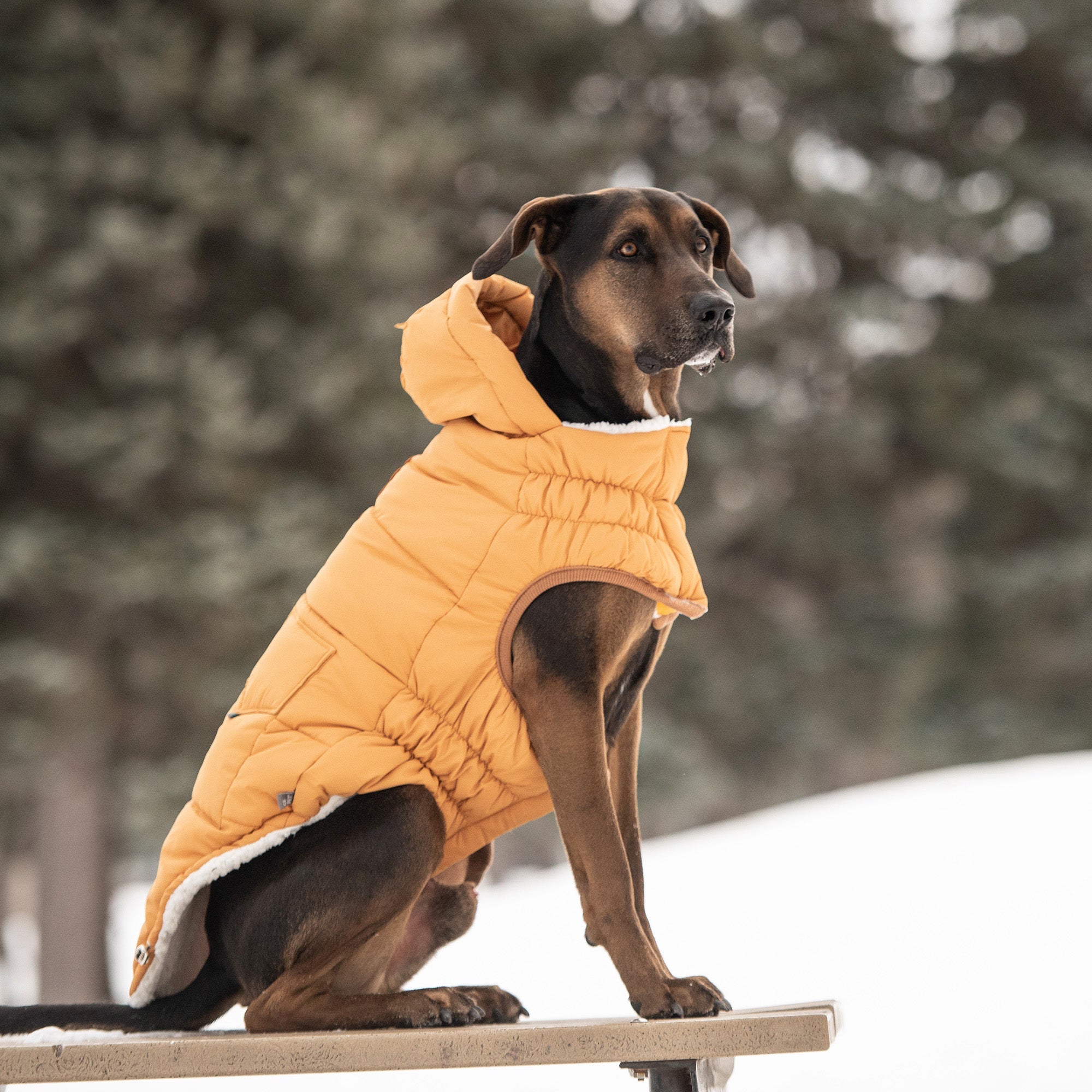 GF PET® Elasto-Fit Puff Parka - Yellow (Luxurious Winter Warmth)