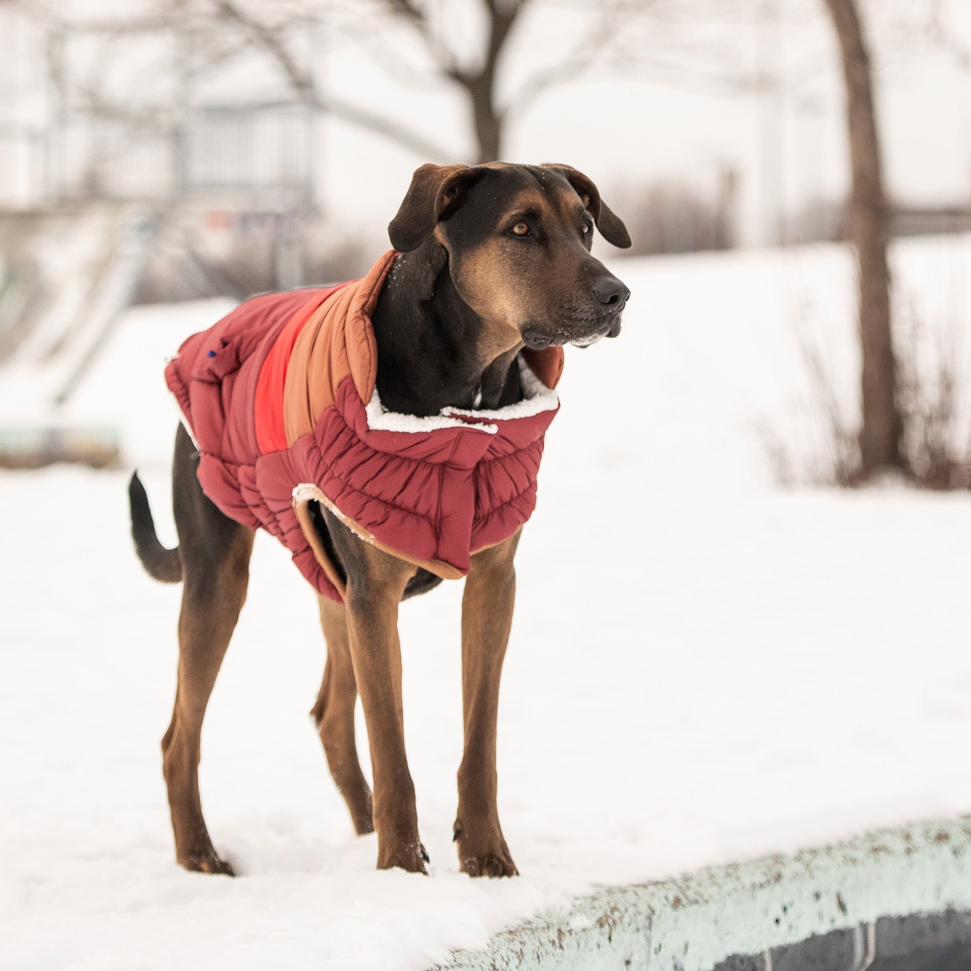 GF PET® Elasto-Fit Retro Puffer - Dark Red (Ultra Puff Construction)