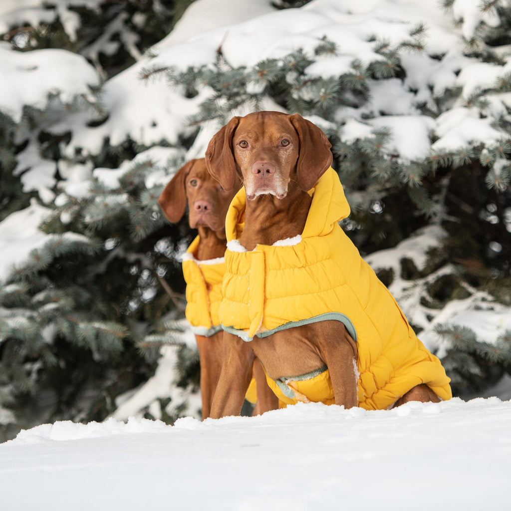 GF PET® Elasto-Fit Arctic Parka - Yellow (Ultra Puff Construction)