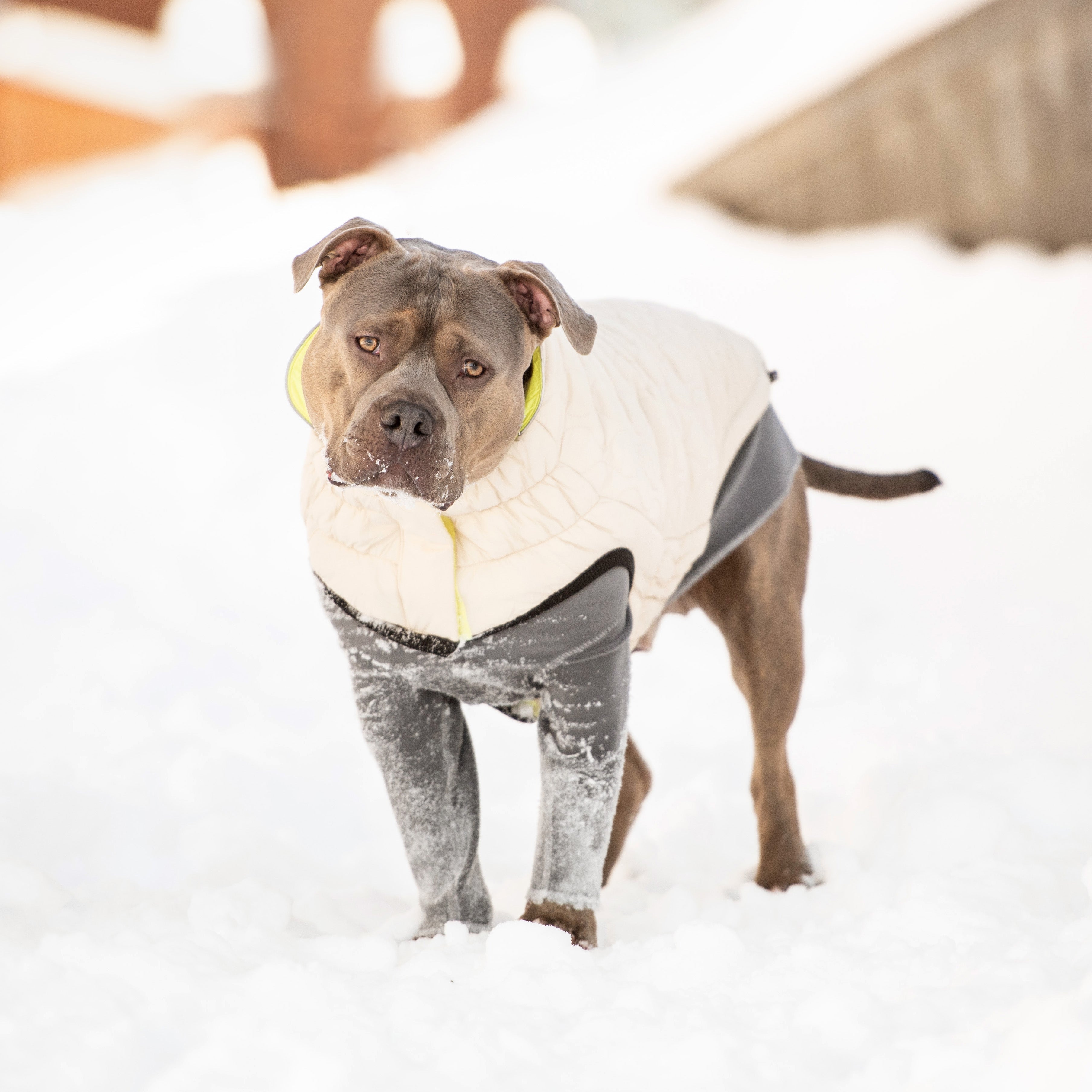 GF PET® Reversible Chalet Jacket - Sand/Yellow (Quilted & Reflective 2-in-1 Coat)