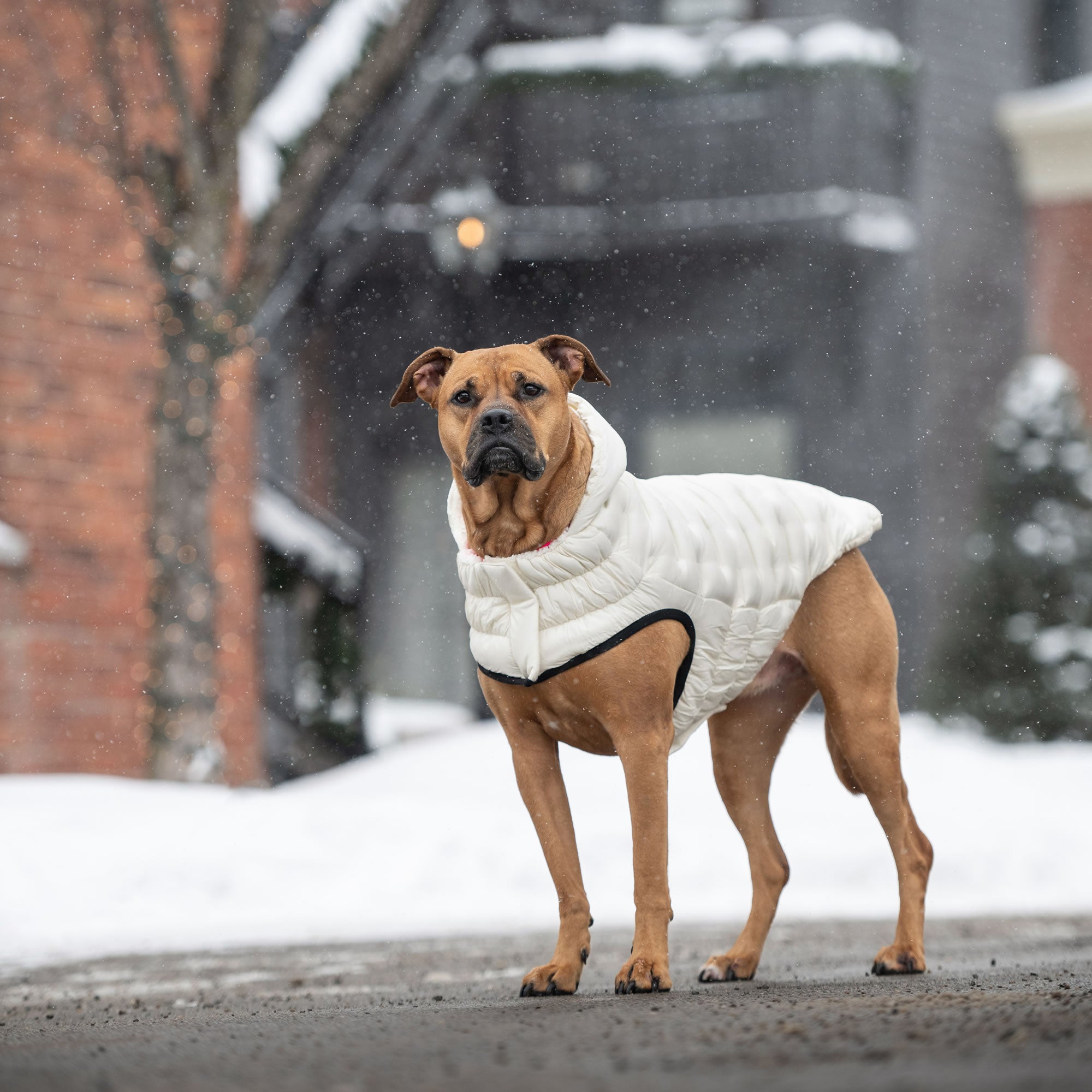 GF PET Elasto-Fit Cloud Parka