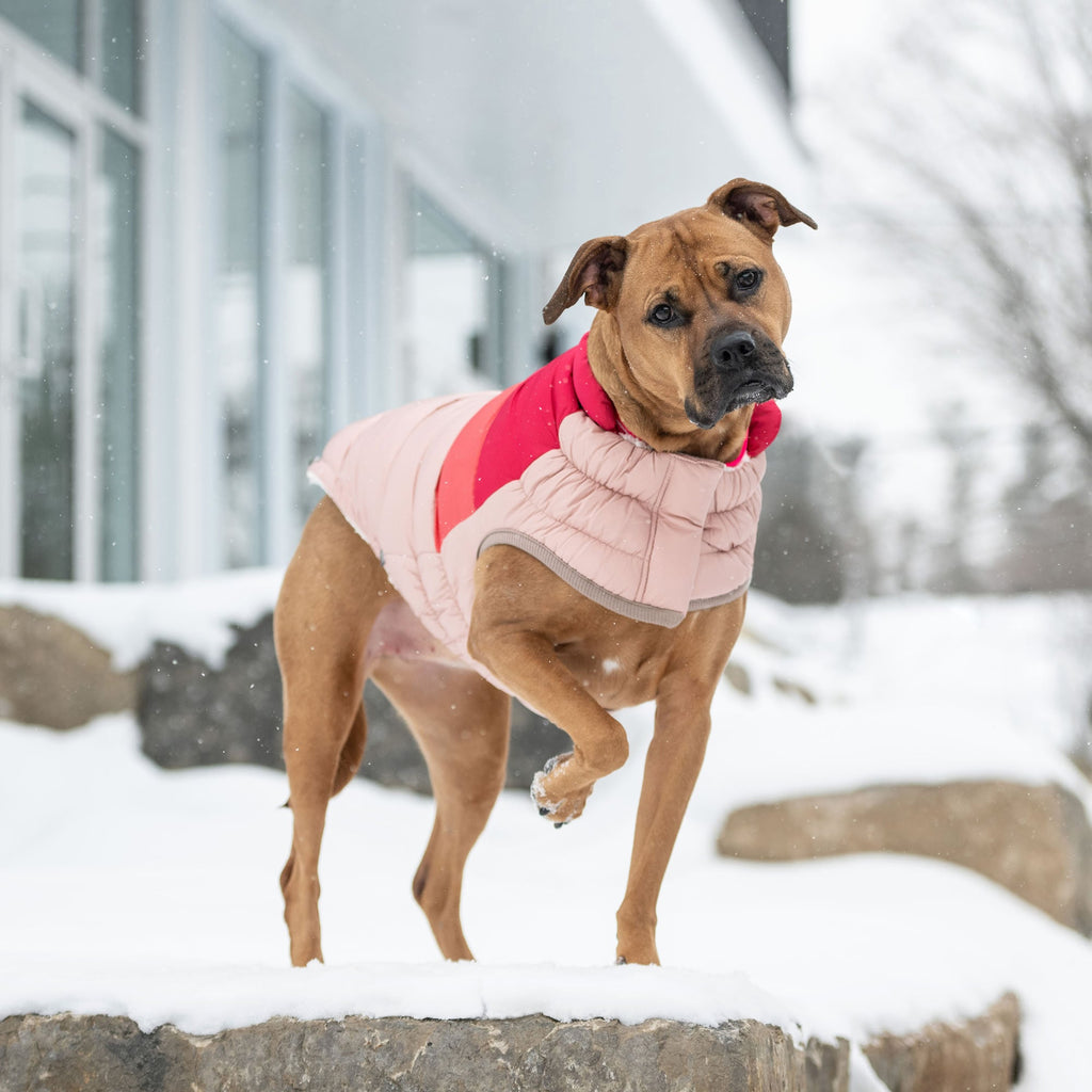 GF PET® Elasto-Fit Color Block Puffer - Trendy Winter Dog Jacket