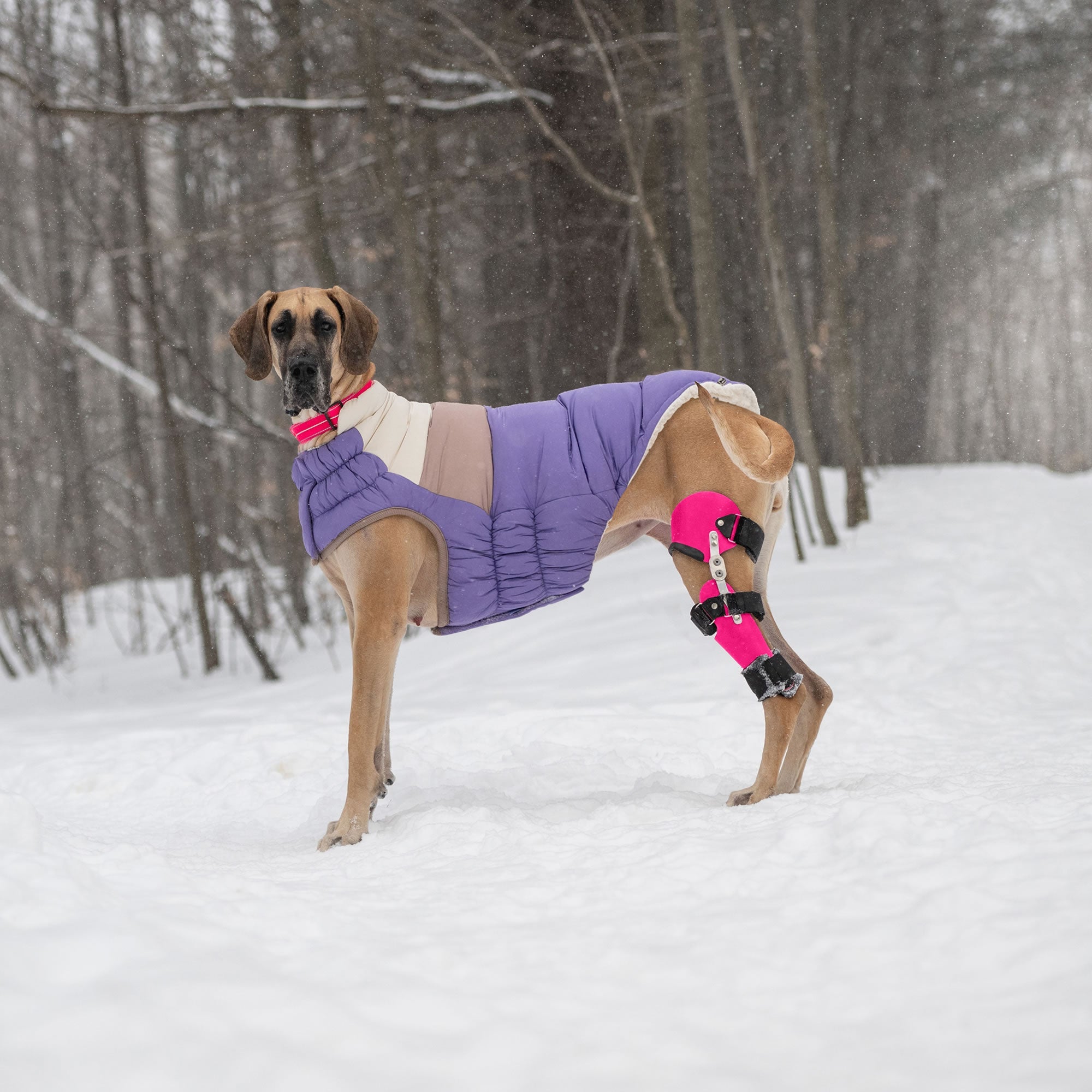 GF PET® Elasto-Fit Color Block Puffer - Trendy Winter Dog Jacket