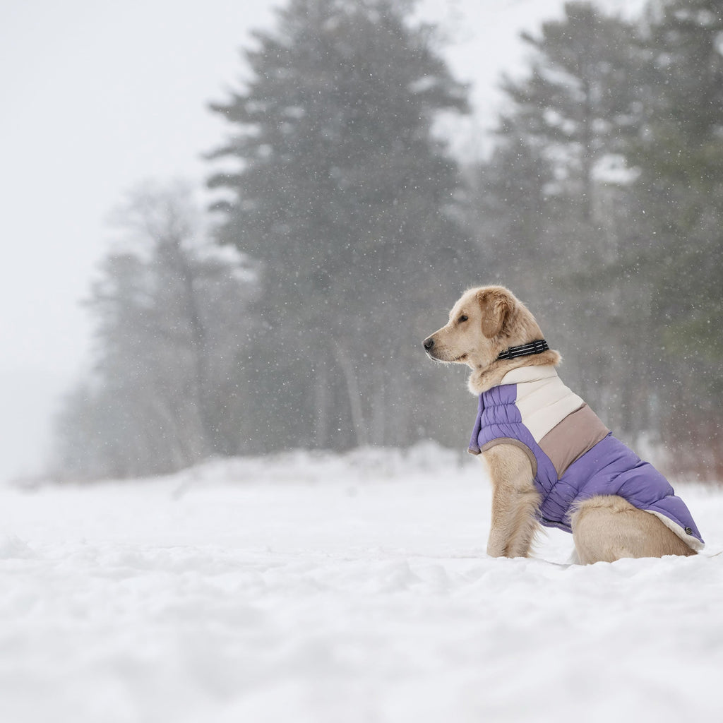 GF PET® Elasto-Fit Color Block Puffer - Trendy Winter Dog Jacket