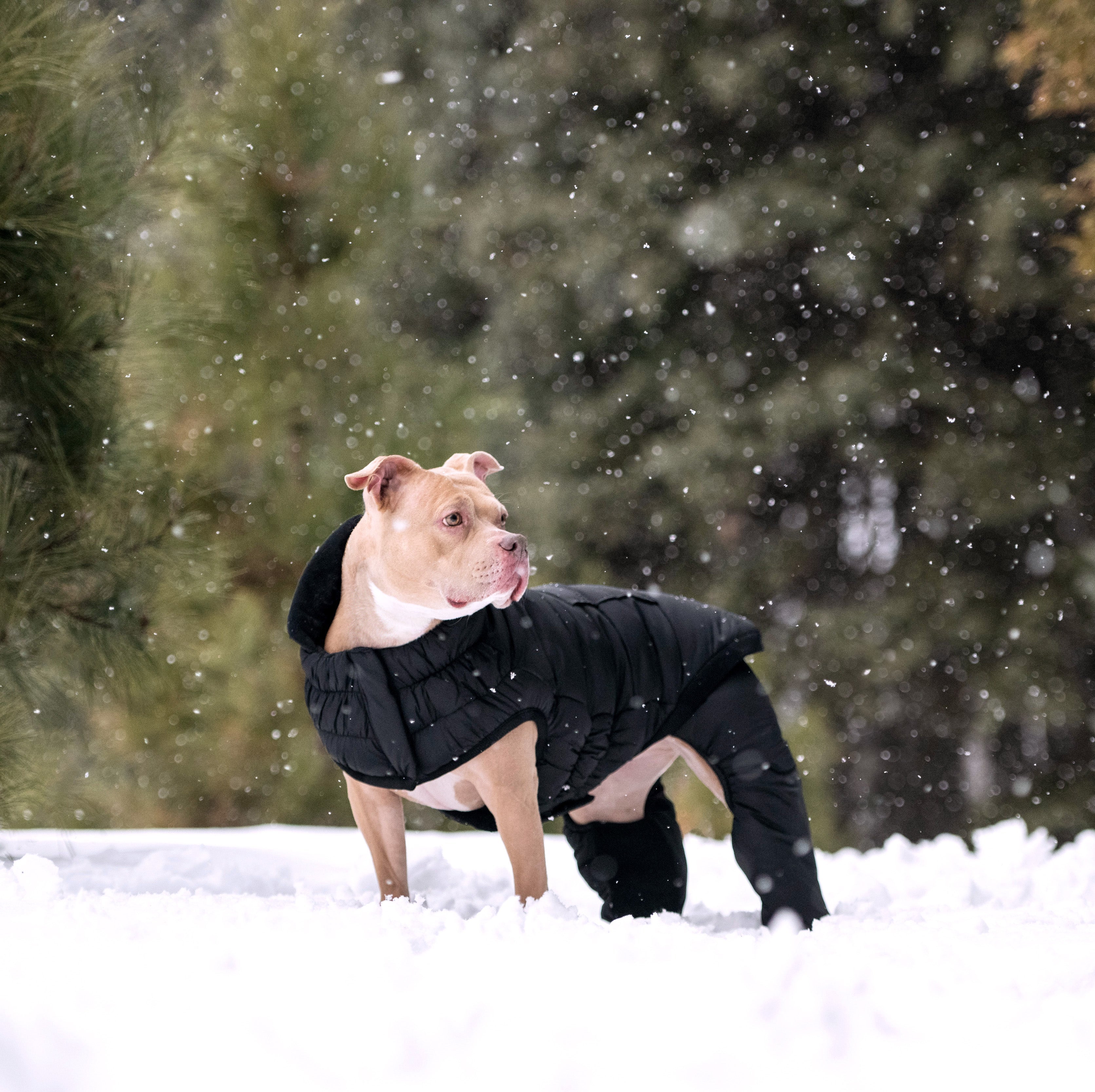 GF PET Elasto-Fit Odyssey Snowsuit (Detachable Pants)