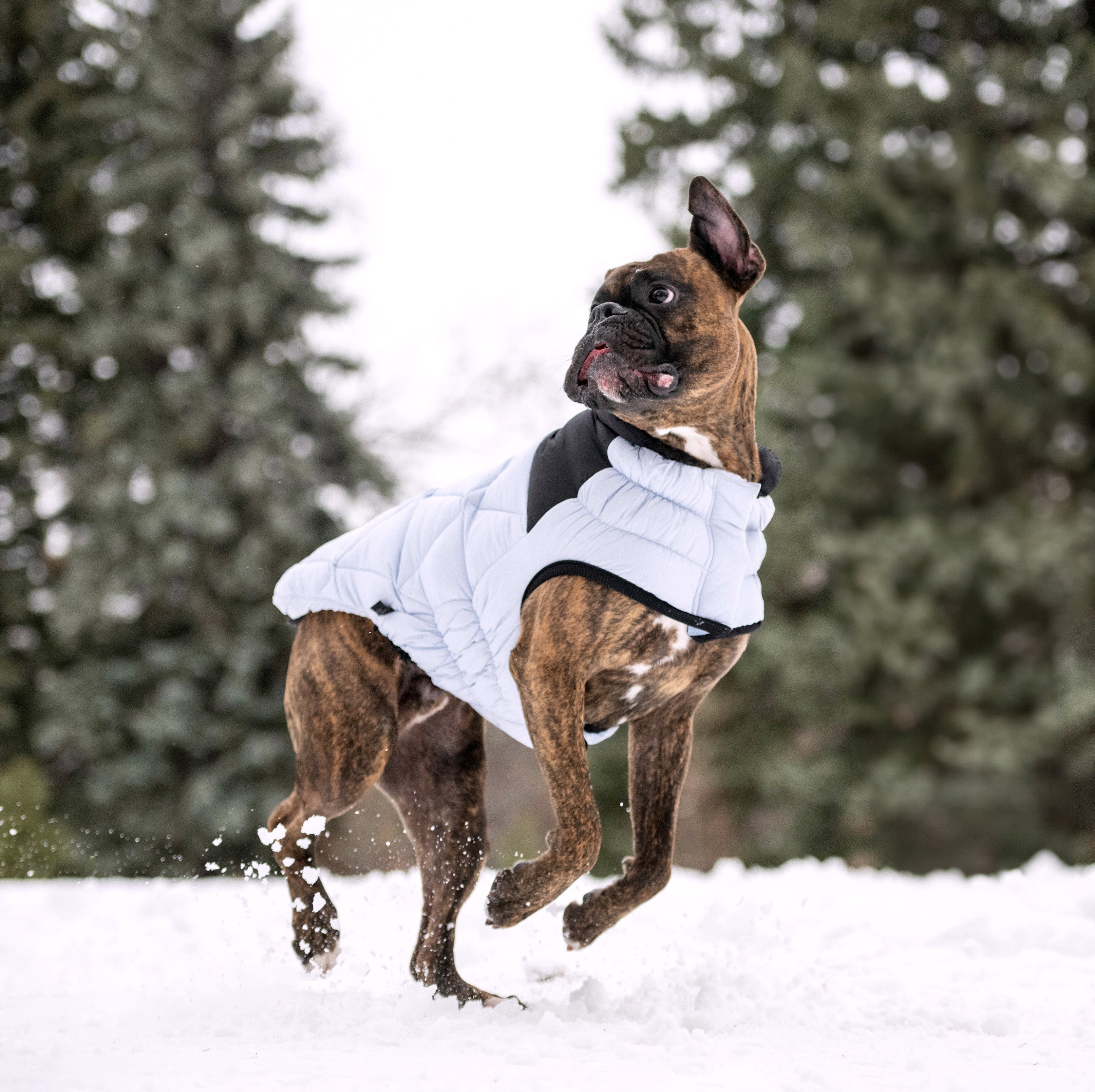 GF PET® Black Label Diamond Puffer - Modern Quilted Dog Jacket