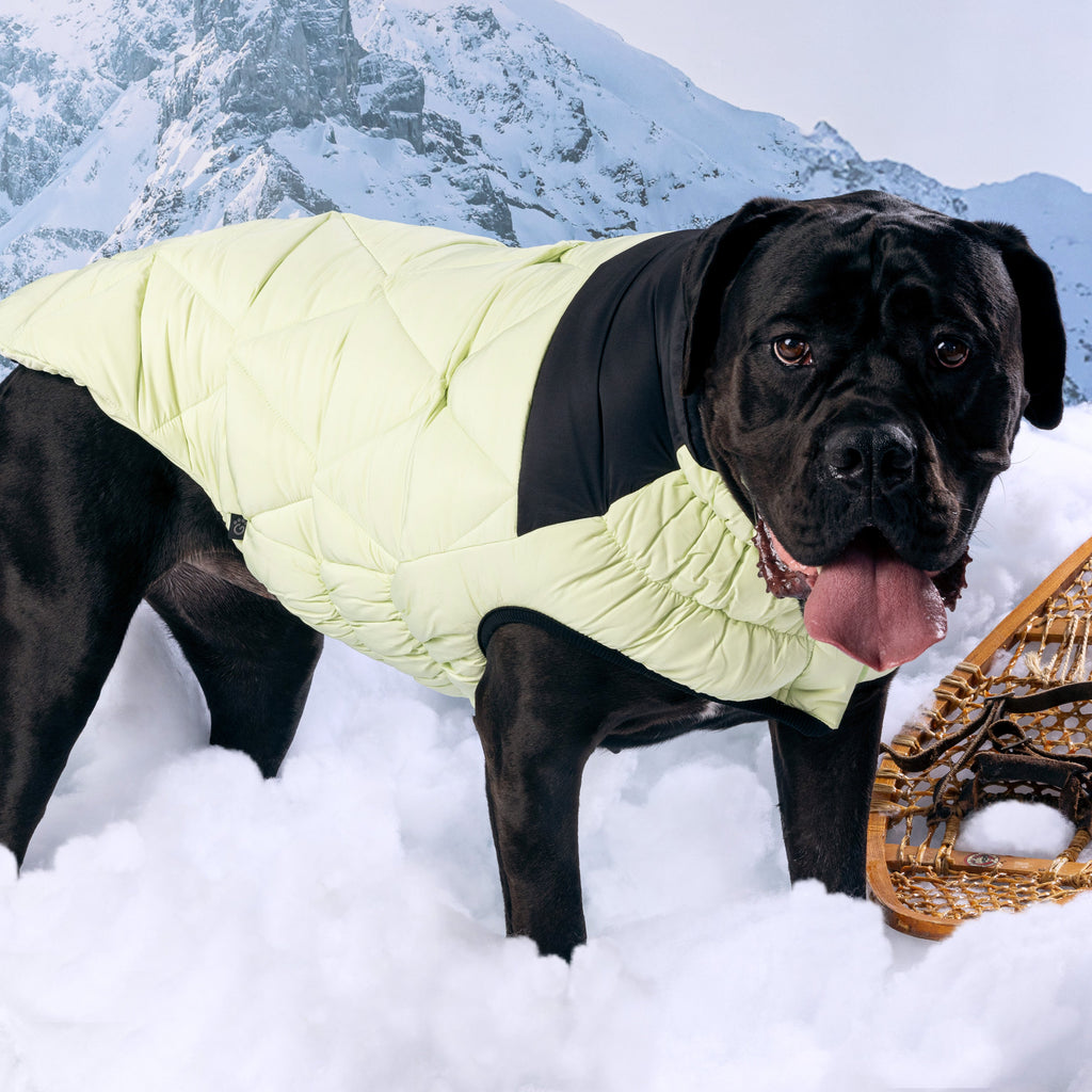GF PET® Black Label Diamond Puffer - Modern Quilted Dog Jacket