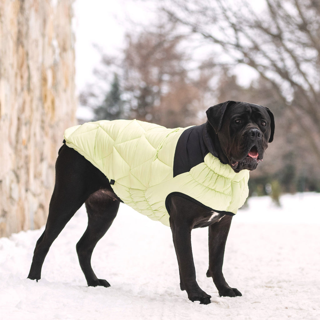 GF PET® Black Label Diamond Puffer - Modern Quilted Dog Jacket
