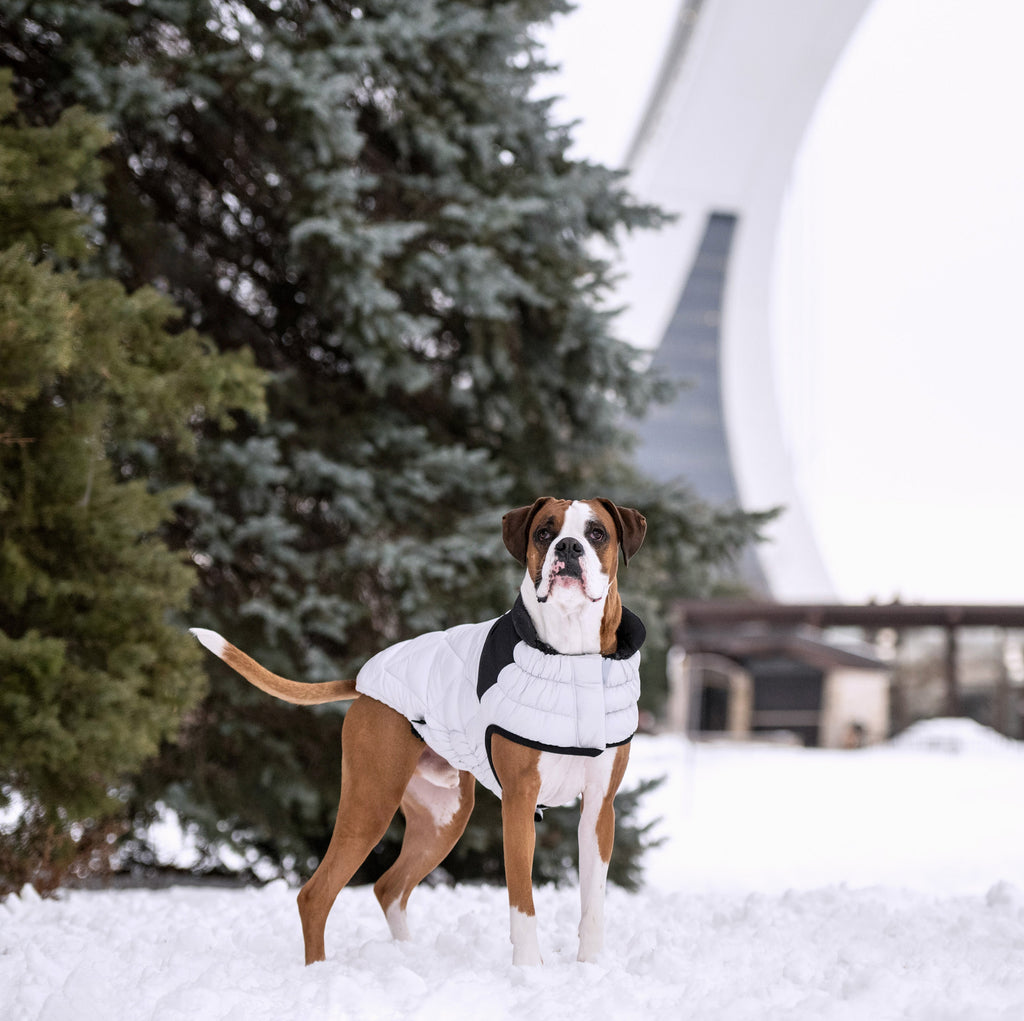 GF PET® Black Label Diamond Puffer - Modern Quilted Dog Jacket