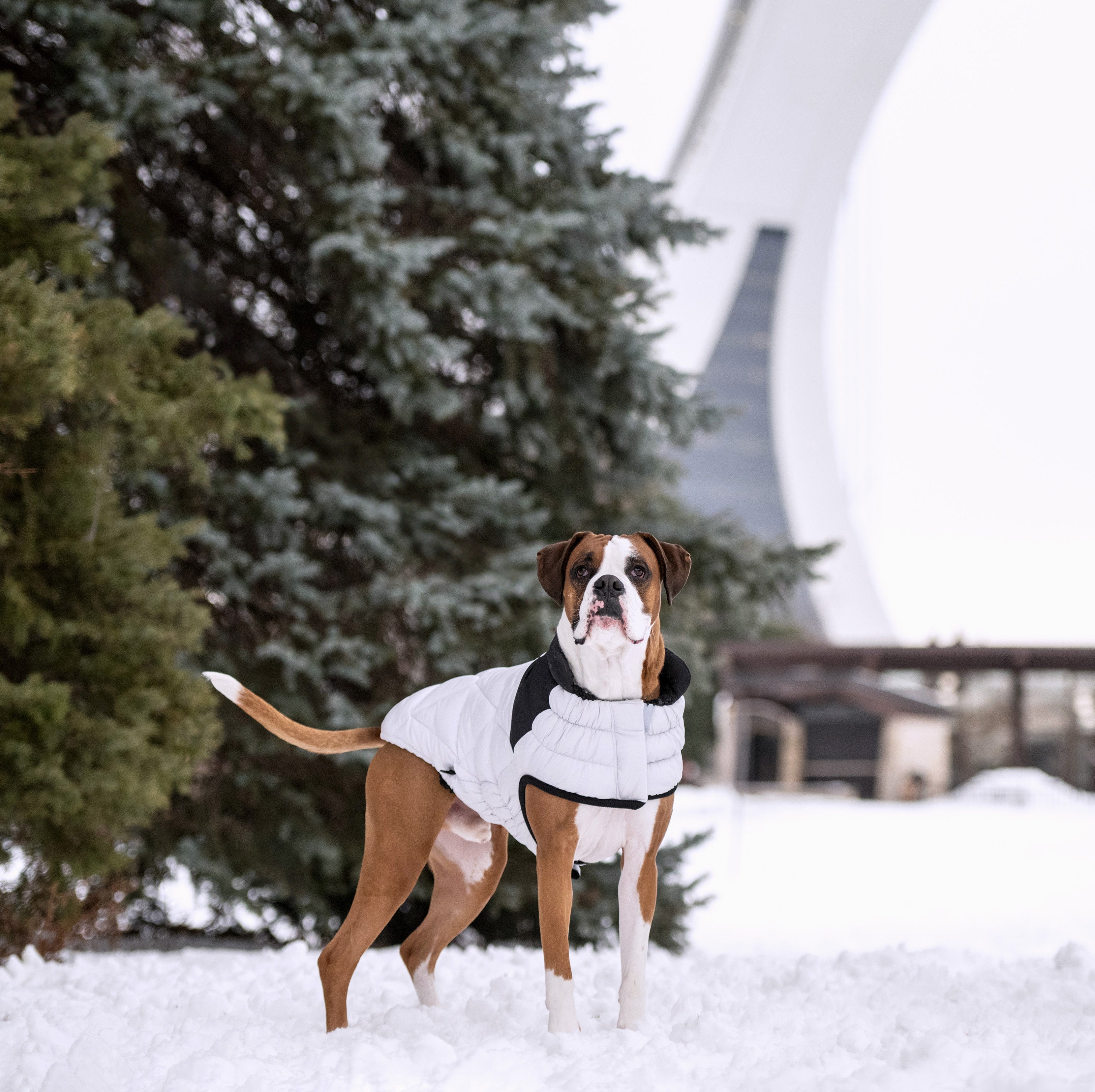 GF PET® Black Label Diamond Puffer - Modern Quilted Dog Jacket