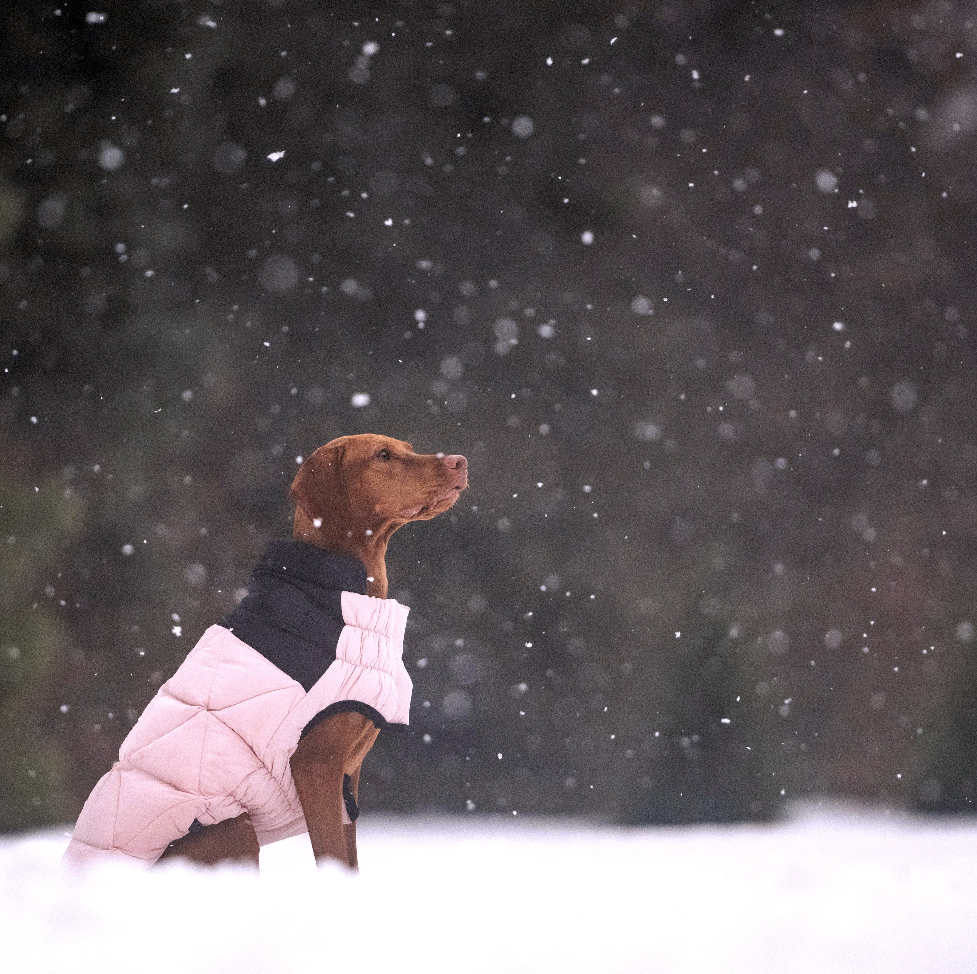 GF PET® Black Label Diamond Puffer - Modern Quilted Dog Jacket