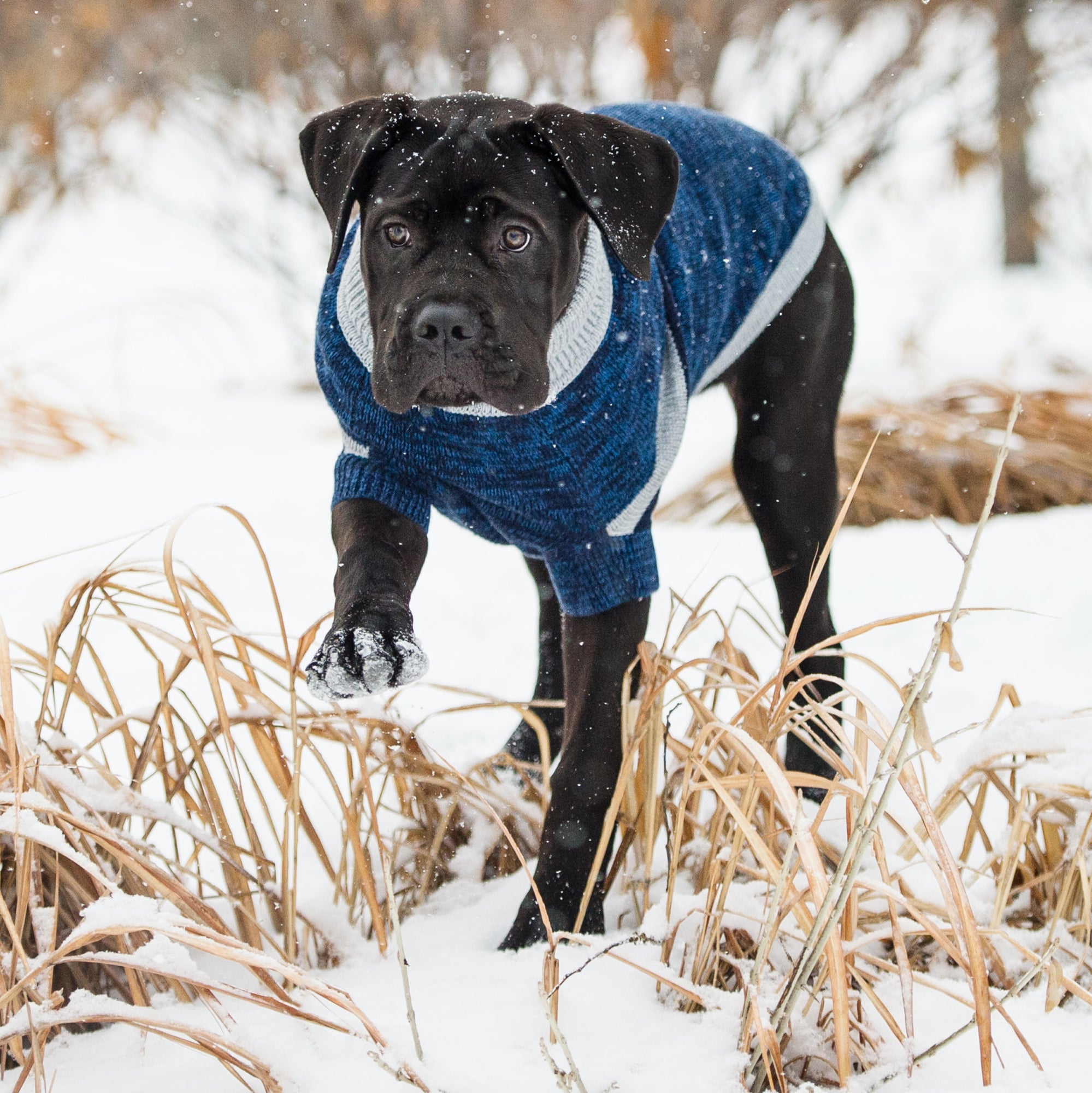 GF PET® Trekking Sweater - Blue (Sporty Stripe & Heather Knit)