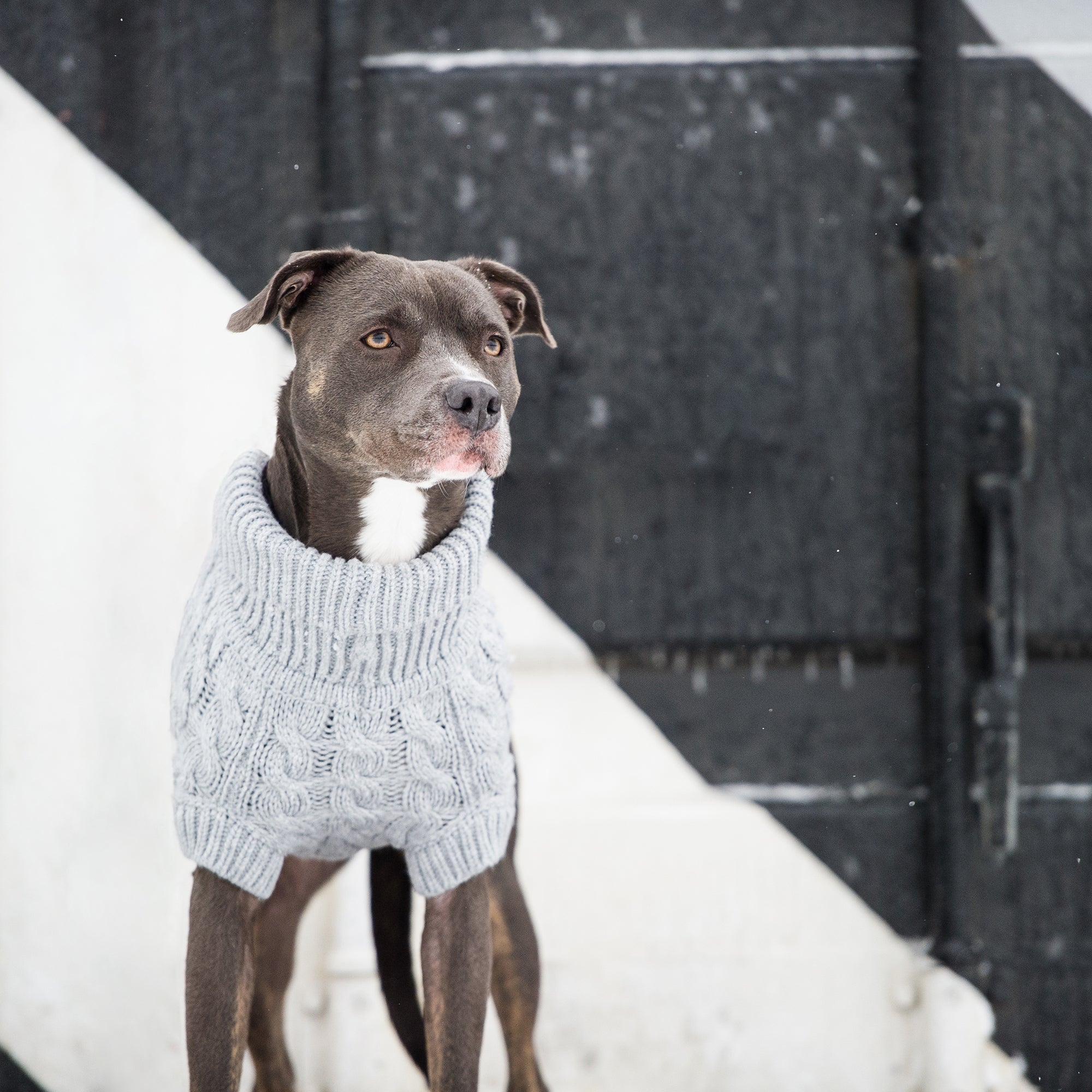 GF PET® Chunky Chalet Sweater - Grey (Classic Heather Knit & High Turtleneck)