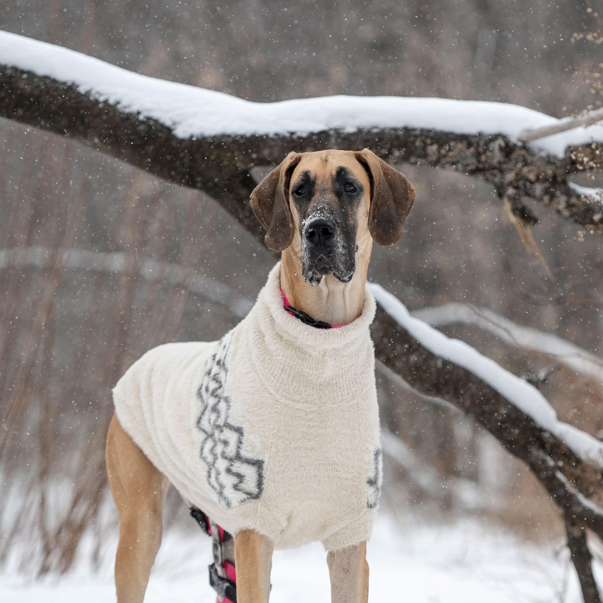 GF PET® Fuzzy Dog Sweater (Exquisite Feathery Knit & Sculpted Fit)