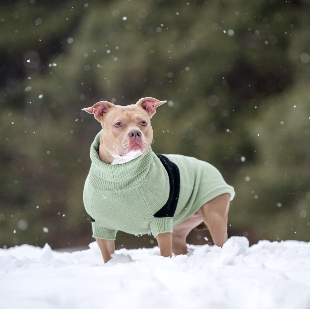 GF PET® Black Label Catalyst Sweater (Modern Colorblock Knit)