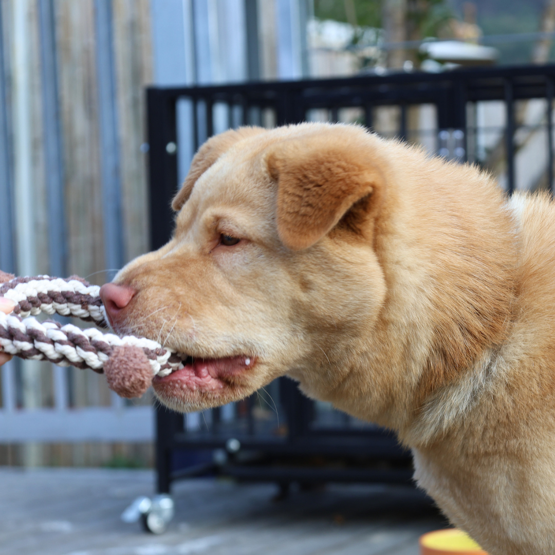 🐸🐻 The Daisy & Jasper Collection: Handcrafted Plush Rope Joy - Small Titans.