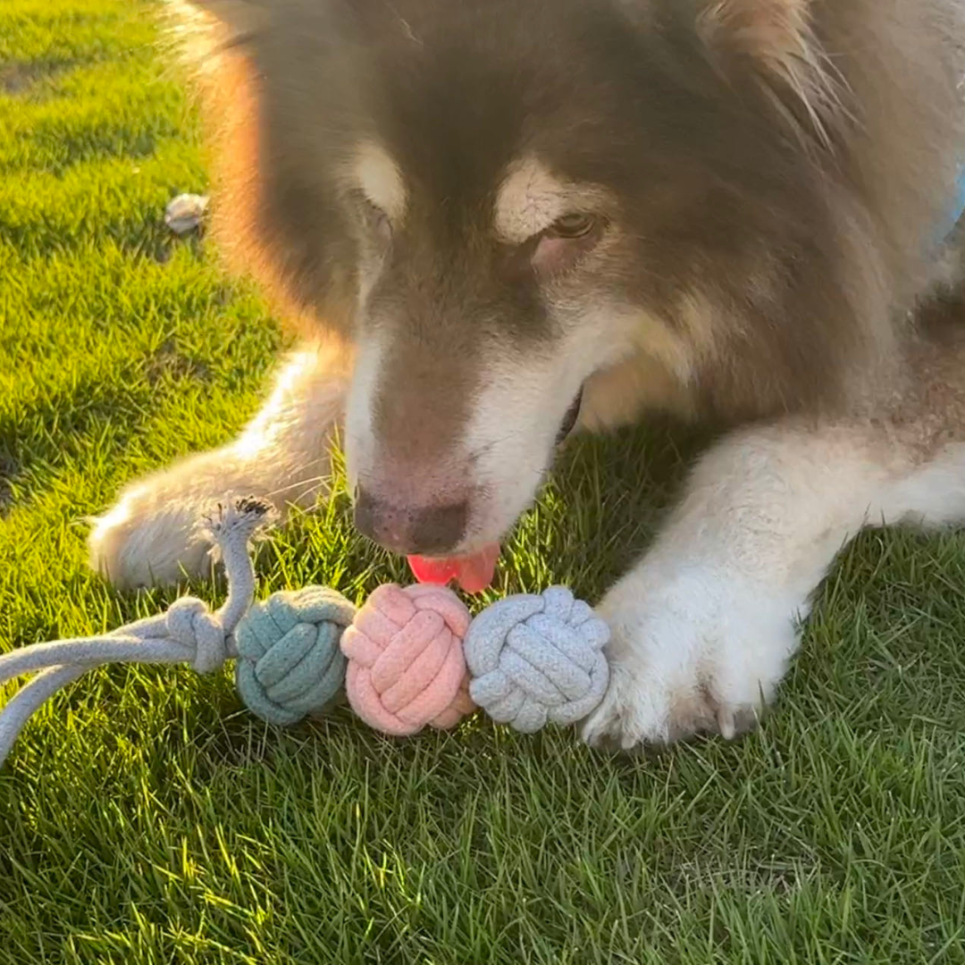 Handcrafted Ice Cream Rope Balls Tug Toy - Artisan Made - Medium Dog