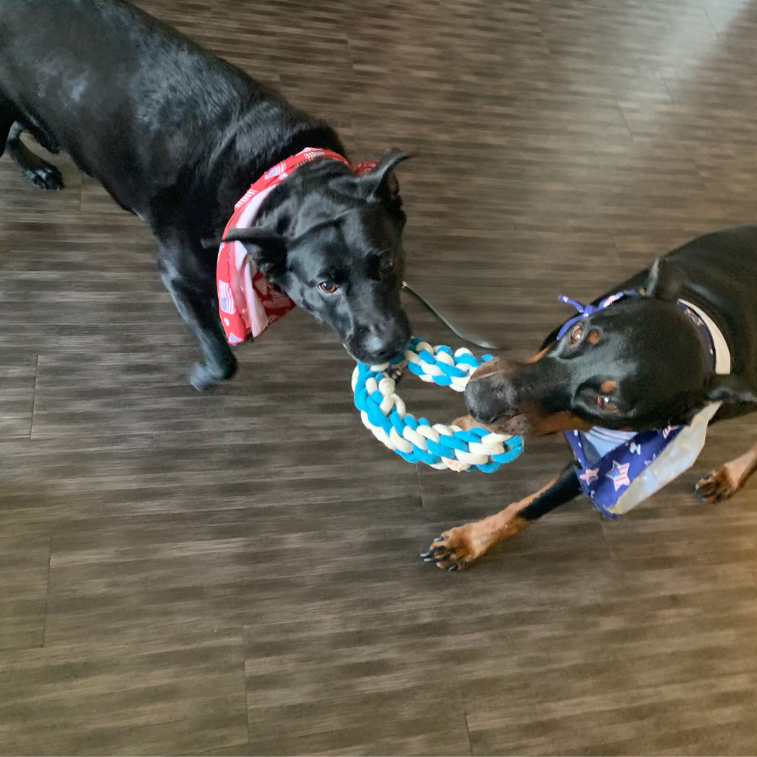 Rope Tug Toy Set - Sky & Cloud Collection (3-Pack) - Small to Medium Dog