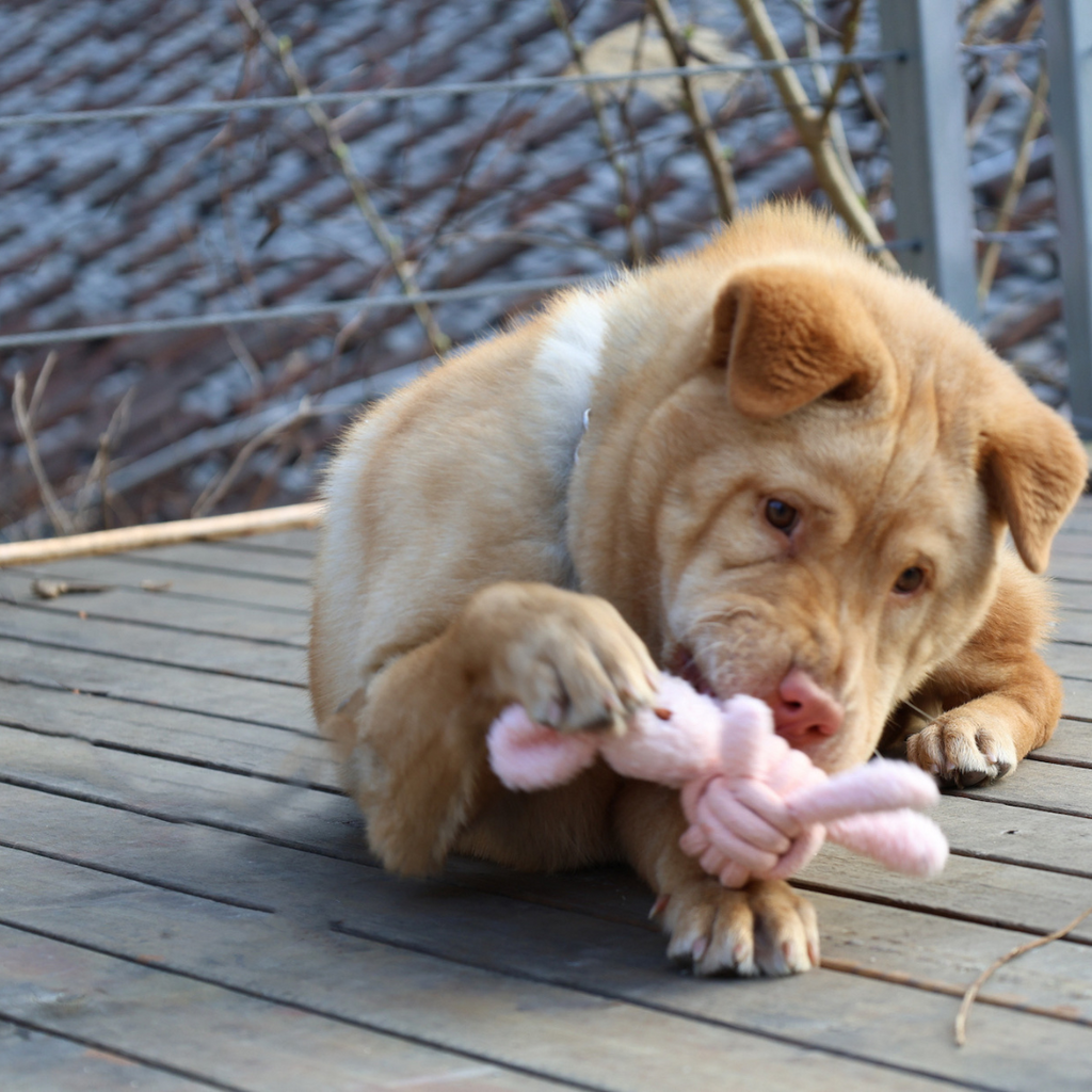 Squeaky Rope Buddies | Plush & Rope Interactive Toy - Small to Medium Dog