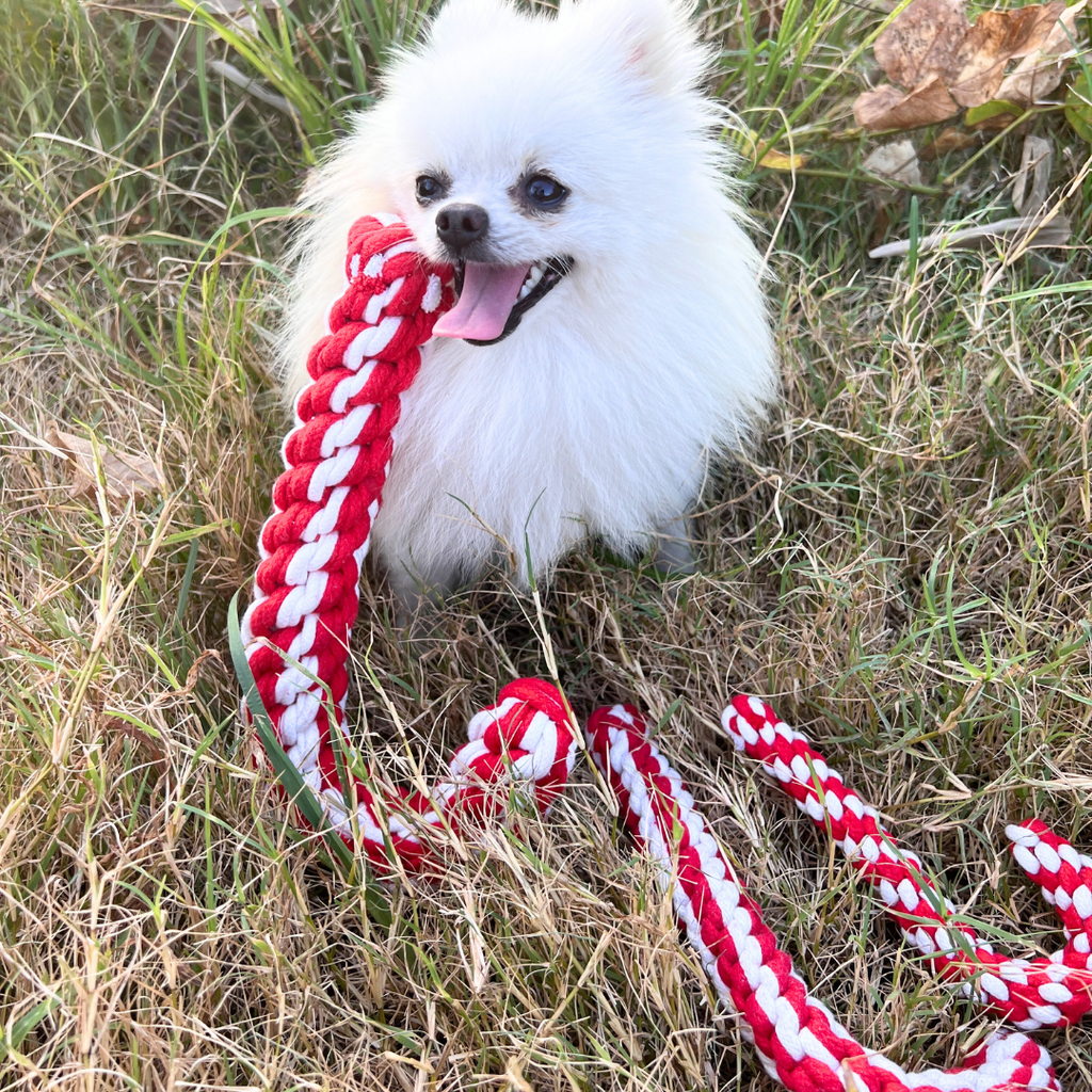 Braided Candy Cane Rope Toy - Holiday Durable Tug Toy - Small, Medium, Large Sizes